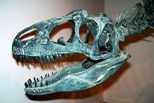 Replica of an Allosaurus fragilis skull, Oklahoma Museum of Natural History. Photo by Bob Ainsworth.