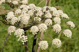 Inflorescence of Wild Angelica (Angelica sylvestris)