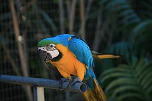 Ara ararauna -Monkey Park -Tenerife -on pipe.jpg