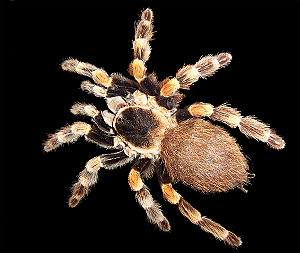 Tarantula Brachypelma sp.