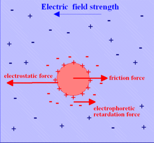 Electrophoresis.gif