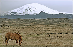 Hekla and horse.jpg