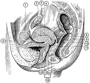 Illu female pelvis.jpg