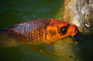 Koi Cyprinus.JPG