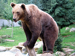 Brown bear at the Pyrénées National Park.