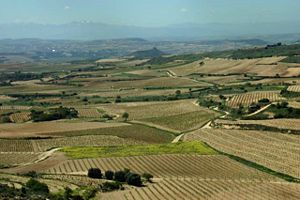 Rioja vineyards.JPG