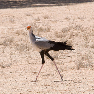 In Kalahari, South Africa