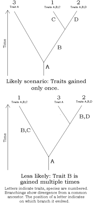 Simple cladistics.png