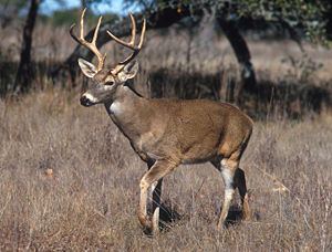 Male (Buck/Stag)