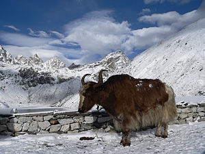 A yak in Nepal