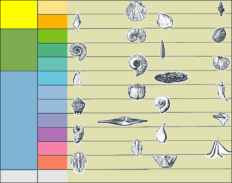 Common index fossils used to date rocks in North East USA.