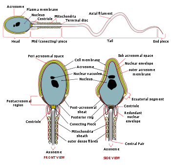 Complete diagram of a human spermatozoa.svg