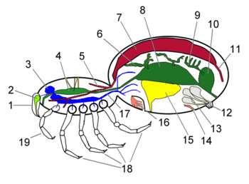 Spider's main organs[11]