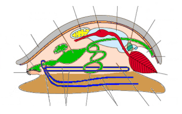 A generalized mollusc[20]