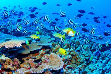 Nwhi - French Frigate Shoals reef - many fish.jpg