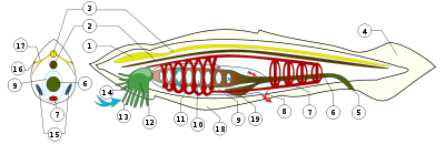 Anatomy of the cephalochordate Amphioxus