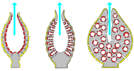 Porifera body structures[9]