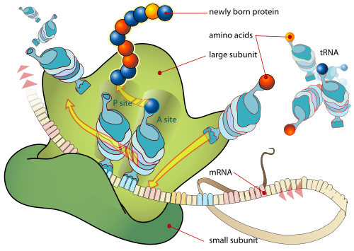 Ribosome mRNA translation en.svg