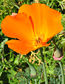 Californian poppy