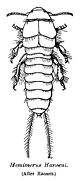 Segments and  tagmata of an arthropod[6]