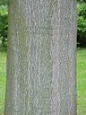 Bark and flowers of A. altissima