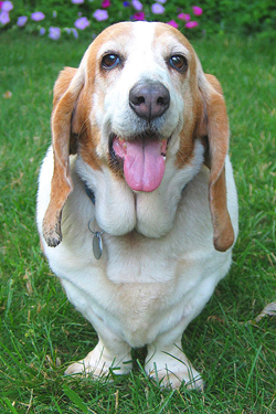 Bassetthound lucie.jpg