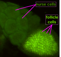 Drosophila m oogenesis.png