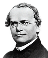 Gregor Mendel.png