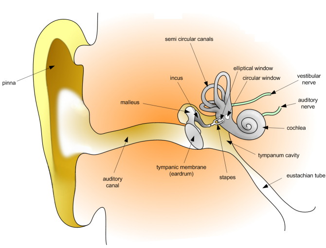 Anatomy of the human ear. (The length of the auditory canal is exaggerated in this image)