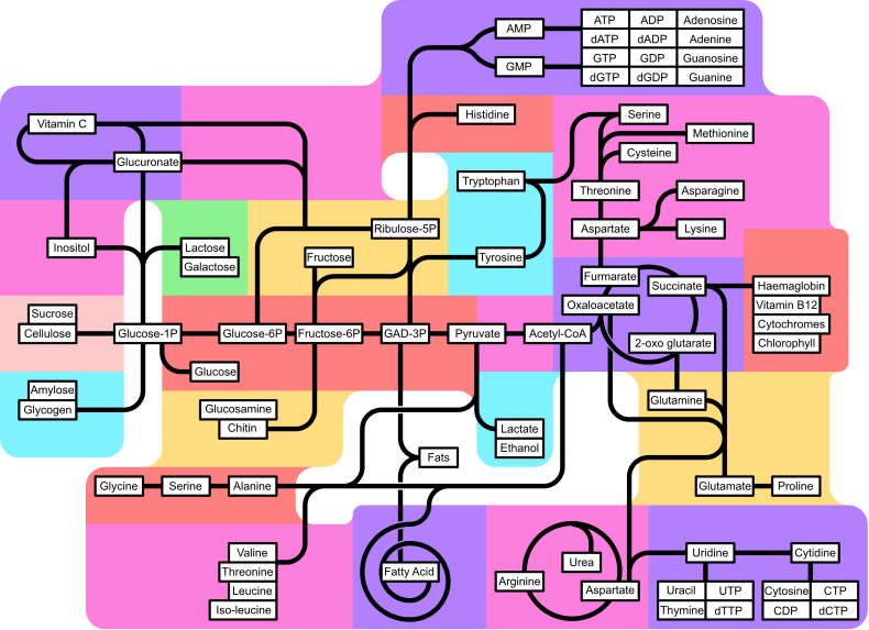 Metabolism 790px partly labeled.png