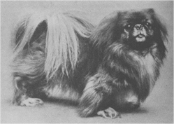 Pekingese1904.jpg