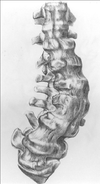 Gideon Mantell's Spine