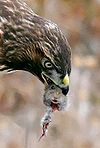 Red-tailed hawk eating a California meadow vole