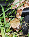 Southern copperhead02.jpg