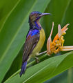 Brown-throated Sunbird.jpg