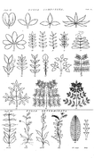 Folia Composita & Folia Determinata