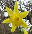 Daffodil Narcissus.jpg