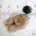 20090315 0039 Rotifer.jpg