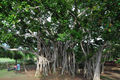 Banyan tree-2.jpg