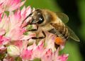 Carnica bee on sedum telephium.jpg