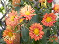 Chrysanthemum morifolium 4.JPG