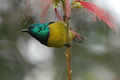 Collaredsunbird.jpg