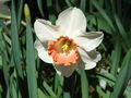 Daffodil-6484.jpg