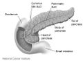 Dudenumandpancreas.jpg