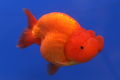 Goldfish Ranchu 2.jpg