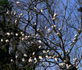 A tree with no leaves showing dozens of white birds sitting on its branches