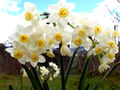 Jonquil flowers.jpg