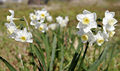 Jonquil flowers05.jpg