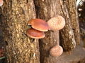 Lentinula edodes shiitake.JPG