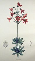 Lilium bolanderi.jpg